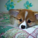 Reddybook: Revolutionizing Digital Publishing, Community Building, and Seamless Integration with Laser247